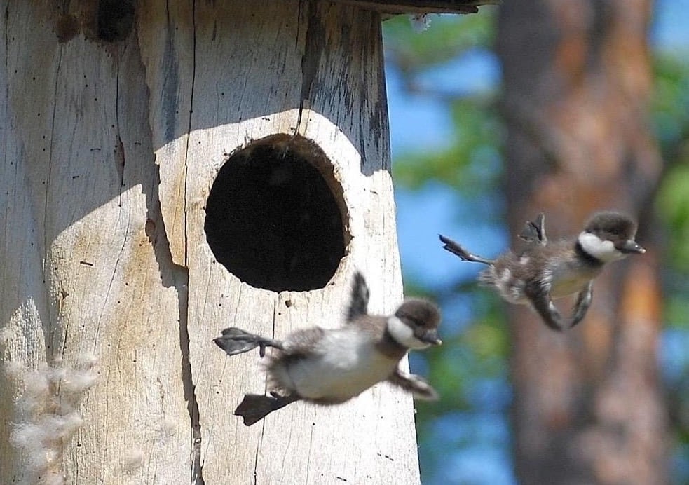 baby birds courageously leaving birdhouse and risking negative feedback